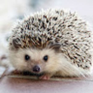 Meet your Posher, Elise